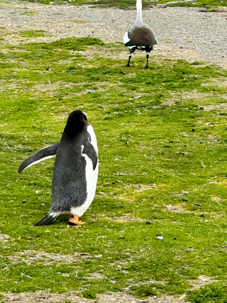 Pingüinos en su hábitat natural, Ushuaia