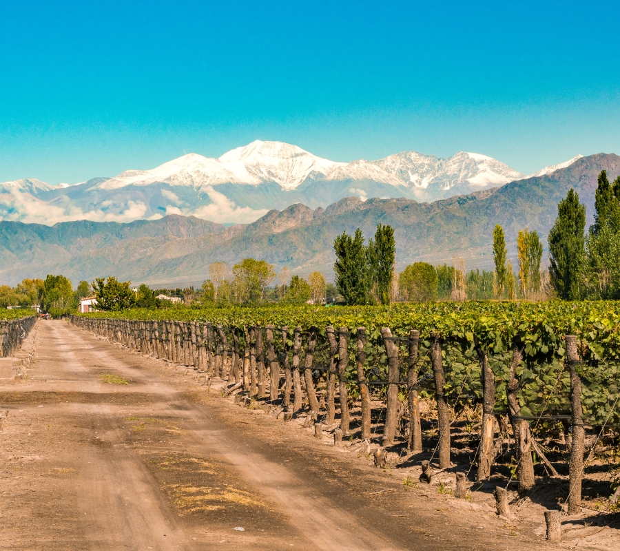Mendoza viñedos Mendoza viñedos